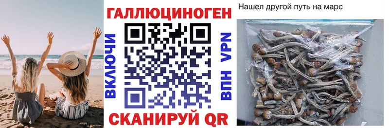 Галлюциногенные грибы Psilocybine cubensis Вихоревка